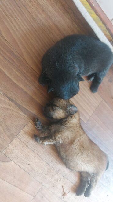 it sekilleri: Pekines, 3 ay, Dişi, Ünvandan götürmə