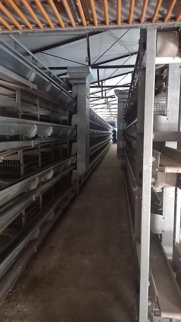perforator satilir: Salam. Yumurtaliq toyuq avadaliği satilir 1defe istiyade olunub tam — 3