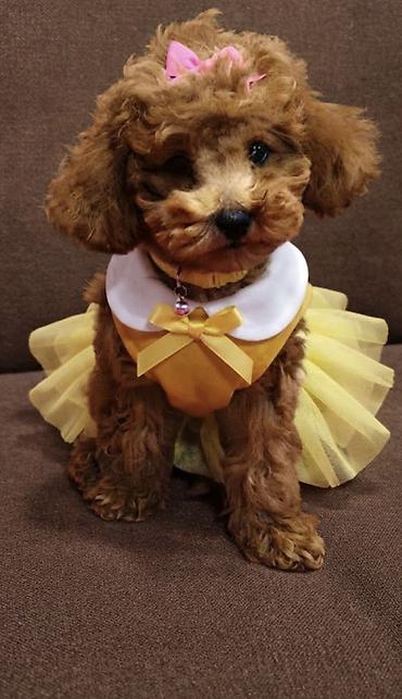 Heyvanlar üçün mallar: Toy poodle balası satılır. 4 aylıqdı dişi cinsidi . Bütün peyvəndləri — 1