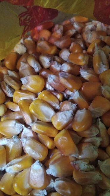 дом для животных: Куплю жугору кукурузу в любом количестве только звонить