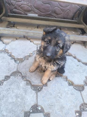 колли собака: Немецкая овчарка, 1 месяц, Самка — 5