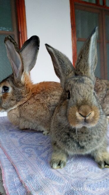 Dovşanlar: Flandr cinsli damazlıq dovşan balaları satılır. Ətlik cinsidir. Təmiz -da lalafo.az — 6 Dovşanlar: Flandr cinsli damazlıq dovşan balaları satılır. Ətlik cinsidir. Təmiz — 6