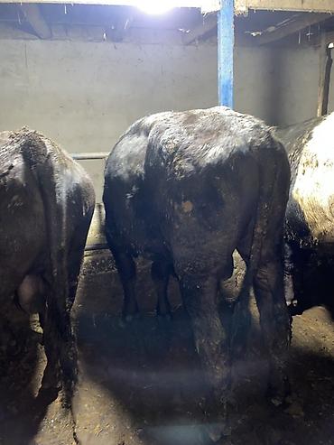 Коровы, быки: Продаю | Бык (самец) | На откорм | Привязанные — 9