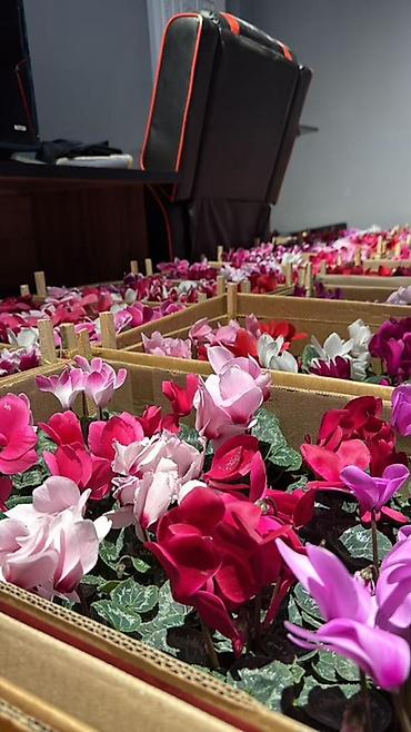 Другие комнатные растения: Комнатные крупномеры в кашпо Пересажен в горшках 1) Пахира — 72