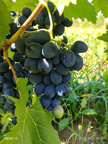 bitki dərmanları satışı: Qara üzüm merlot istəyən olsa buyursun topdan verilir ünvan Tovuz — 5