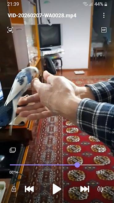 Tutuquşları: Ələ öyrəşmiş quşdu fikri ciddi olan vatcapa yazsin sumqayìt — 19