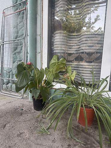 комнатный цветы: Набор комнатных растений в горшках ОТДАМ ВСЕ ЗА 4000✅ В ассортименте — 5