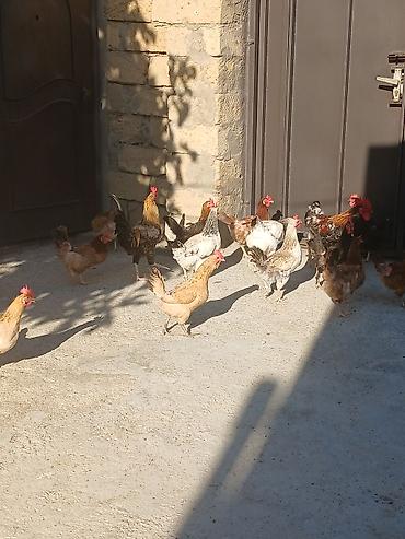 Saglam xesteliyi olmuyan toyuglar colpalar 3 dene xoruz yer