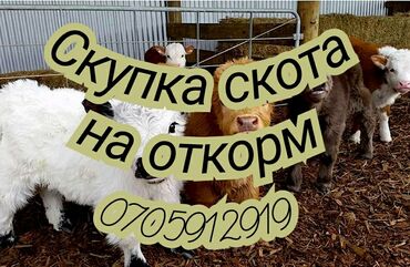 продаю индюки: Куплю | Коровы, быки, Лошади, кони | Круглосуточно, На откорм, Самовывоз