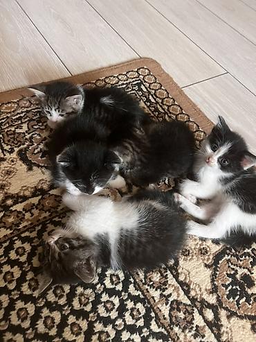 мейн кун кошки: - Подарите котятам счастливую жизнь в любящем доме! 🐱❤️ — 8