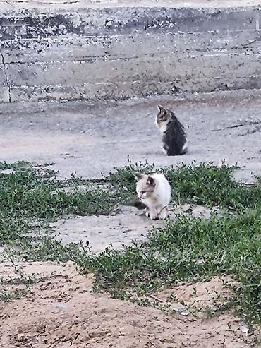 кошка беловодск: 🐾 Три маленькие жизни ищут свой дом… 🐾 У нас есть три котёнка — одна — 9
