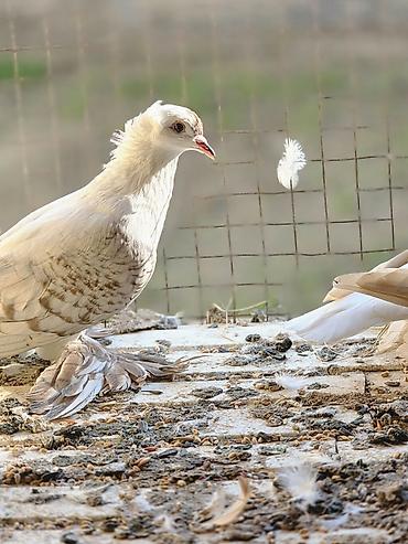 goyercin uzuyu: Çayka Bir cütü 198azn baxa bilmirəm deyə satıram 270almışam — 7