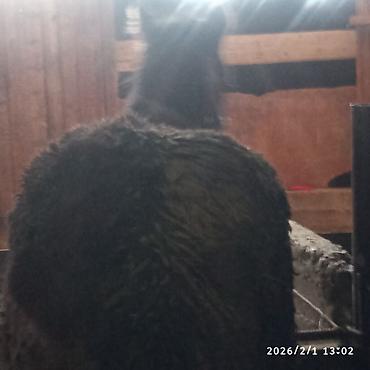 Лошади, кони: Продаю | Жеребенок | Для разведения — 5