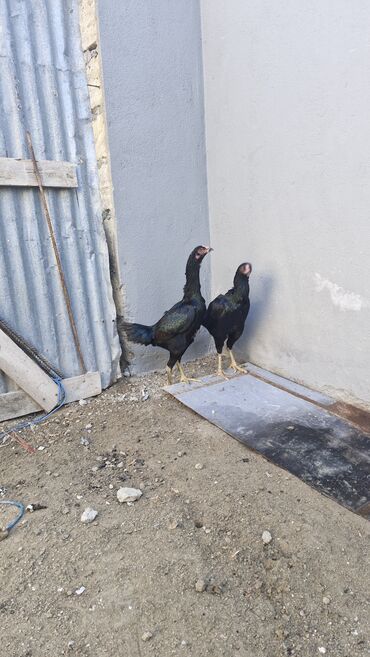 Toyuqlar: Toyuq, Damazlıq — 5