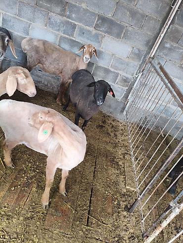 Баран, овца: Продаю | Овца (самка) | На забой — 12