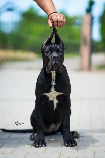 obuca ps: Sa zadovoljstvom predstavljamo novo leglo Cane Corso štenaca iz — 5