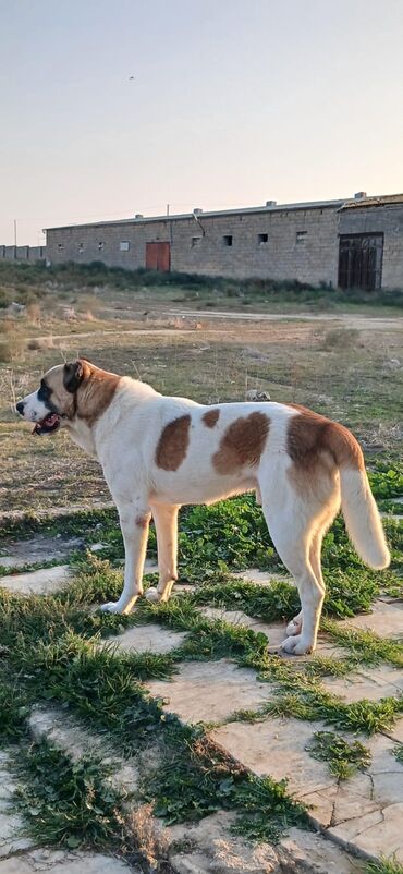 İtlər: Qurdbasar, 1 il, Erkek, Peyvəndli, Ödənişli çatdırılma — 4