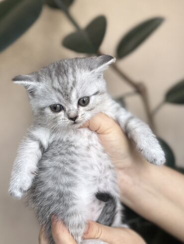 Pişiklər: Şotland — 22