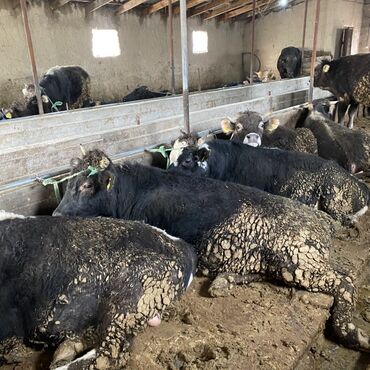 Коровы, быки: Продаю | Бык (самец) | Швицкая, Алатауская | На откорм, На забой, Для разведения — 2