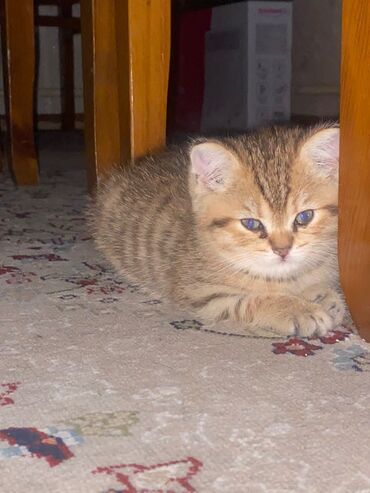 скоттиш фолд шотландская вислоухая кошка: Продаю милых котят. Шотландские вислоухие и прямоухие котята