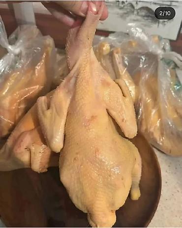 цеплята бройлер: 🐔 ПРОДАЮ ДОМАШНИХ КУР-НЕСУШЕК! 🌿 Домашние, выращенные в хозяйстве 🕌 — 1