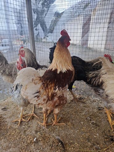 Toyuqlar: Son qiymey 16 m 1.6 temiz cekisi var Xüsusiyyətlər: - Bir neçə sağlam — 9