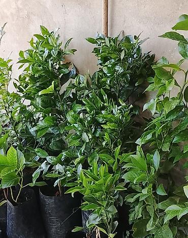 limon ağaçı: Sitrus tingləri – portağal/mandarin/limon ailəsindən həmişəyaşıl — 1
