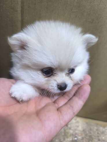 шпиц собака цена: Məhsul: Kiçik ölçülü spitz (Pomeranian tipli) balaları Xüsusiyyətlər
