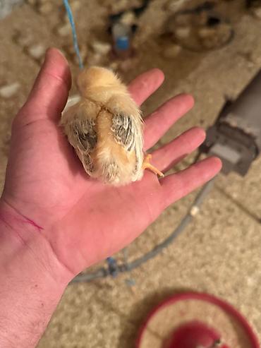 qizil qus: Salam 1 aylığ 1 heftelik 20 günnlük cücələrin satışı münasib qiymətə — 5