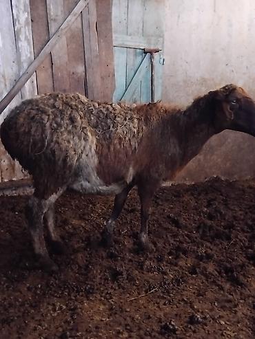 Баран, овца: Продаю | Овца (самка) | Для разведения | Матка — 8
