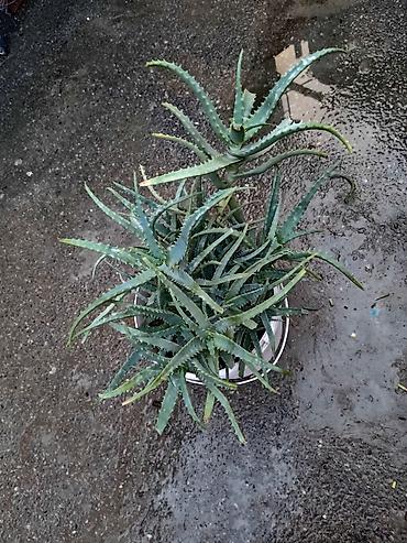 mal dili gülü: Asma qabda iki müxtəlif otaq bitkisi seti 1) Aloe (sukkulent) - — 2