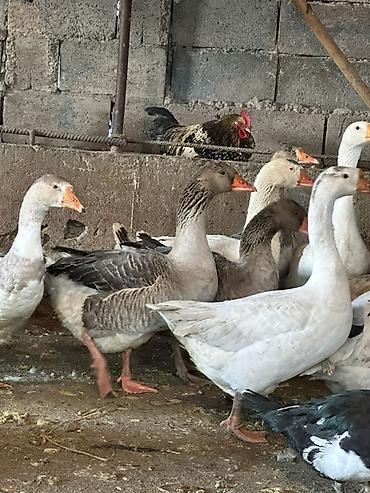 Другие с/х животные: Гуси домашние, серые и белые, молодые особи. Порода Линда 21 голова в — 9