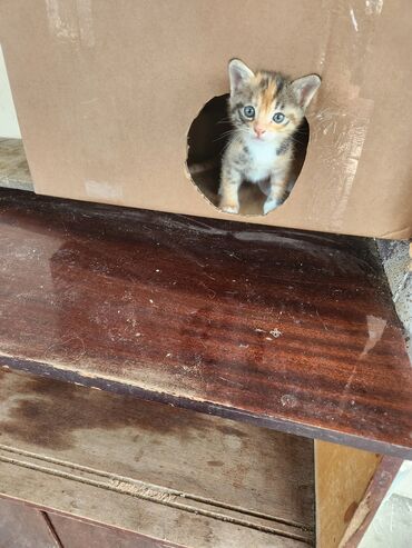 Pişiklər: Dişi — 3