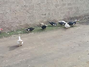 Ördəklər: 2 Erkey 10 dişi yumurtamaq üzredi CİDİ fikri olan YASİN burda ve ya — 14