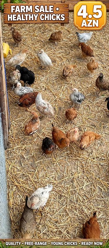 quş papuqay: Yerli çolpalar – cəmi 5 AZN! 🔥 🐔 Sağlam və keyfiyyətli 🌿 Təbii — 2