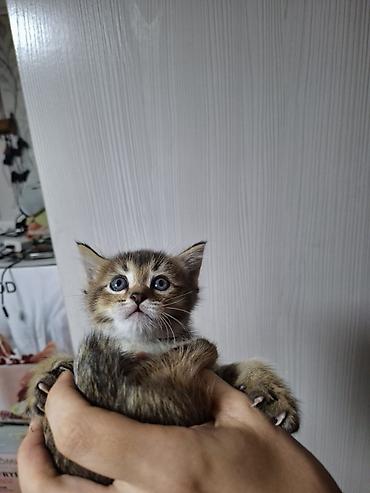 манчкин котята: Золотистая шиншилла Котёнок, полосатый тигровый окрас (коричневый с — 1