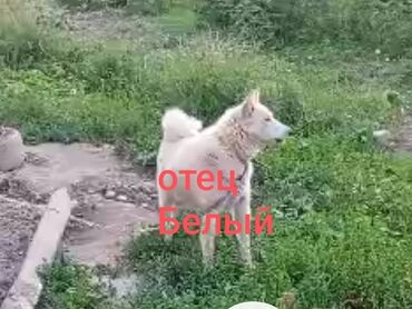 продажа ягдтерьеров: Щенки лайки белого окраса - Родители на фото: отец — Белый (крупный