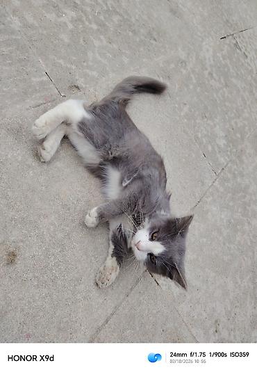 pişik ləvazimatları: ​🐾 Təcili! Çox sevimli və oynaq kütü satılır! 🐾 ​Məşhur Maine Coon və — 3