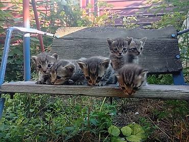 кошка серый: Отдам котят в хорон руки, есть и коты и кошки. Очень ласковые и — 1