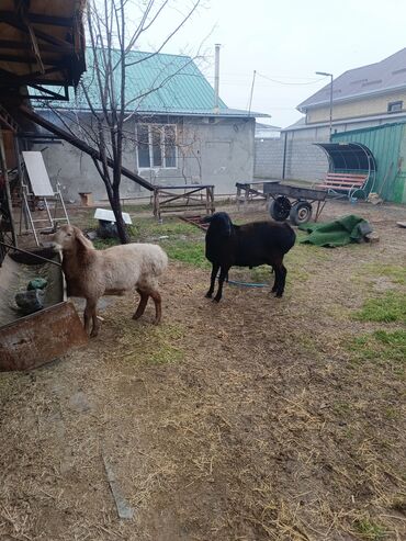 Бараны, овцы: Продаю | Ягненок, Баран (самец) | Арашан | На забой, Для разведения, Для шерсти | Племенные, Осеменитель — 7