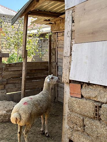 berde mal bazari: Erkəydi 17 klo eti var 34 klo diri cekisi var — 2