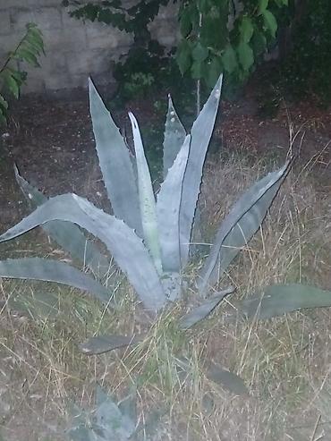 col bitkiləri: Agave americana – dekorativ sukulent - Bitki növü: Agave americana — 5