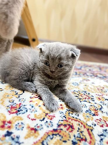 вет: Ит кууту: Скотиш Фолд (Шотландиялык шалпаң кулак), Эркек, 2 жаш, Көгүлтүр — 7