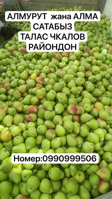 растения для аквариума купить: Груши Оптом, Самовывоз