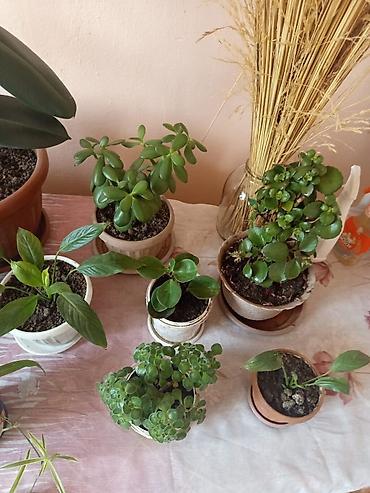Другие комнатные растения: Продаю комнатные цветы — 5