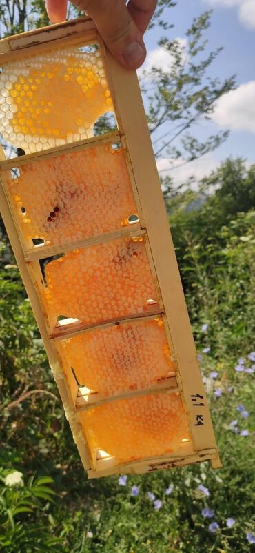 Bal: ELF BEE'S 1977 ECO-PRODUCT FOR HEALTH AND LONGEVITY Tovuzun -da lalafo.az — 5 Bal: ELF BEE'S 1977 ECO-PRODUCT FOR HEALTH AND LONGEVITY Tovuzun — 5