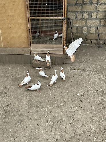тап аз птицы: Salam Alokum bu sekilde gorduyunuz kusdarin balalari satlir pecat — 4