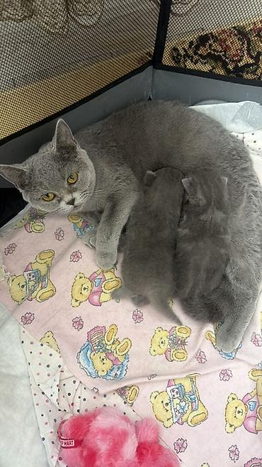 Pişiklər: Britan, Dişi — 16