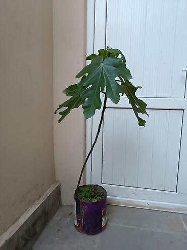 palid agaci: Məhsul: Qabda böyüdülmüş əncir tingləri Təsvir: - Növ: Encir (Ficus — 1