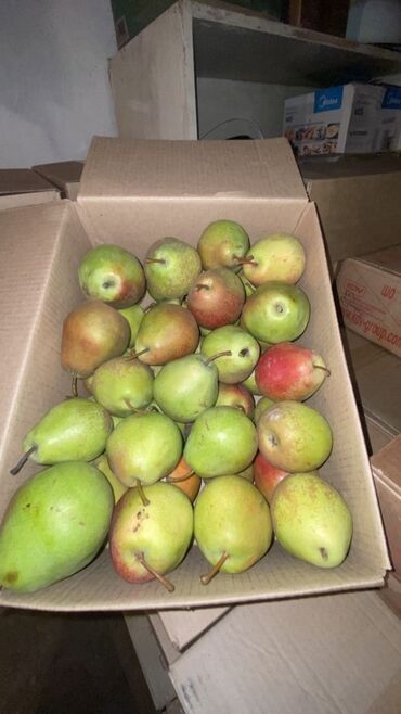 абрикосы оптом: Алмуруттар Дүңүнөн, Акылуу жеткирүү, Өзү алып кетүү